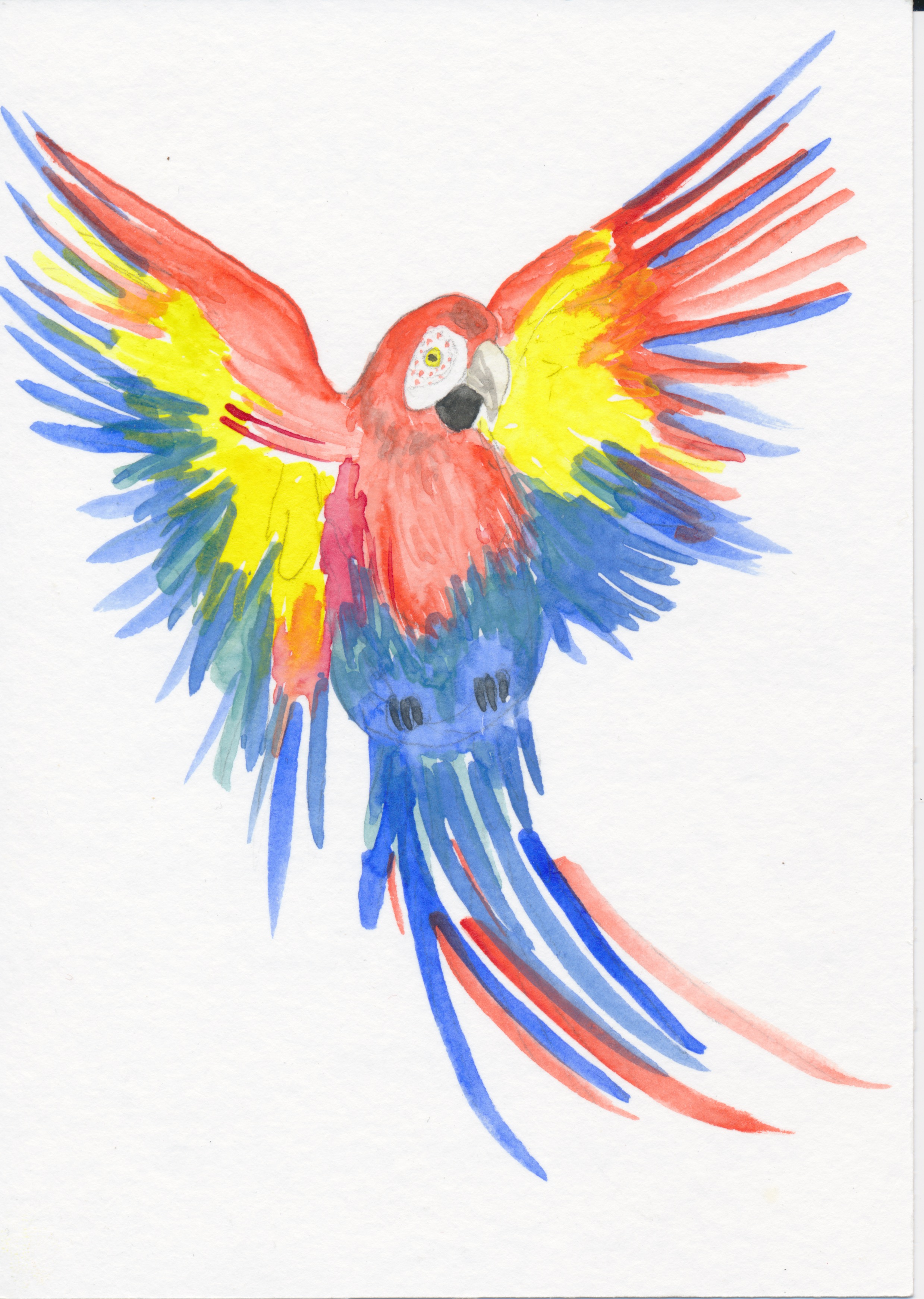 (parrot picture courtesy of Elena Malz)